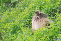 母ちゃんの背中で