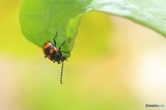 虫マクロの季節
