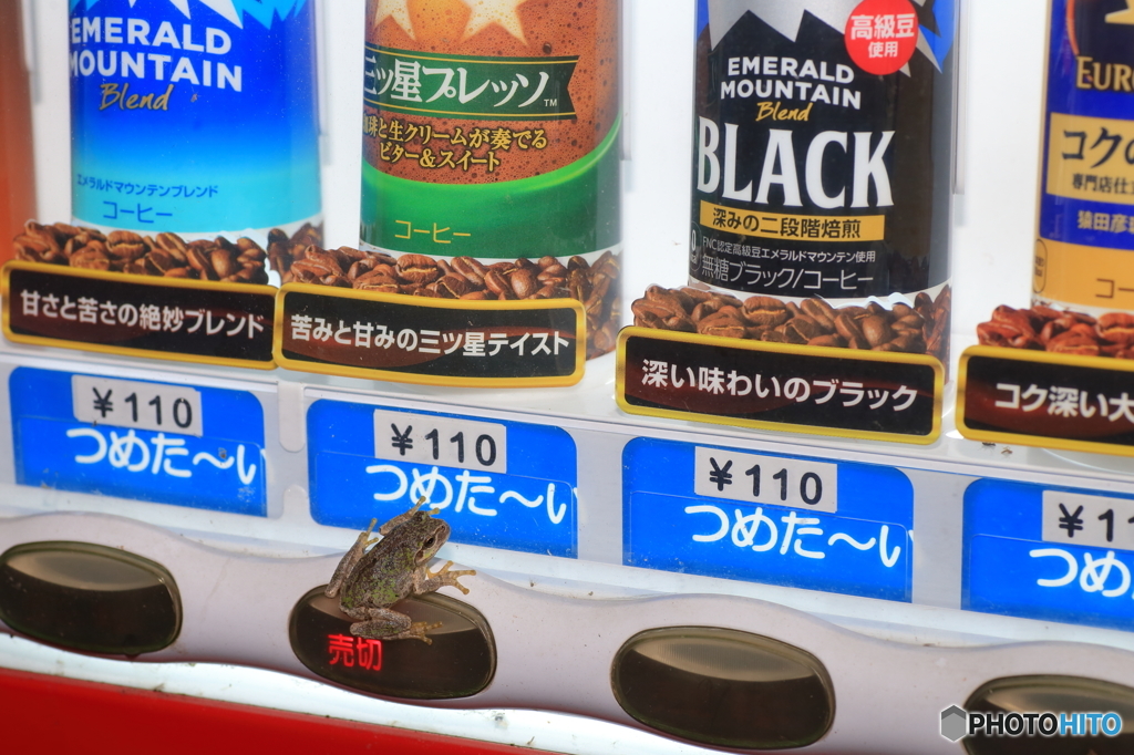 三ツ星プレッソは売り切れかー！