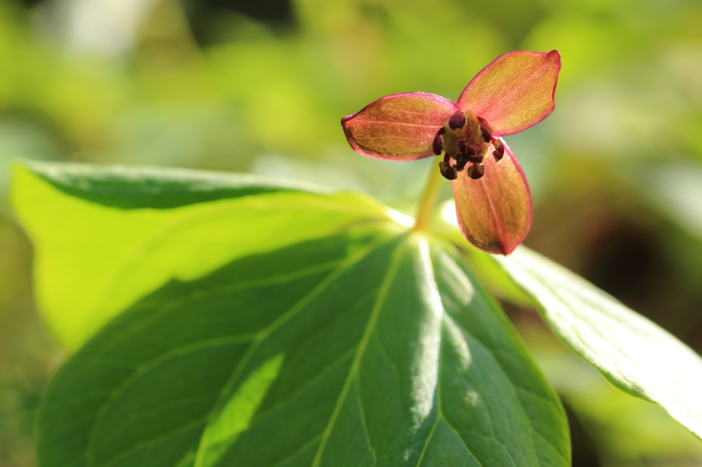 15年目に咲く花