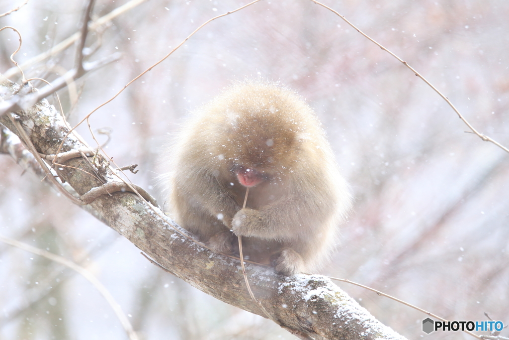 真ん丸ふわふわ^^