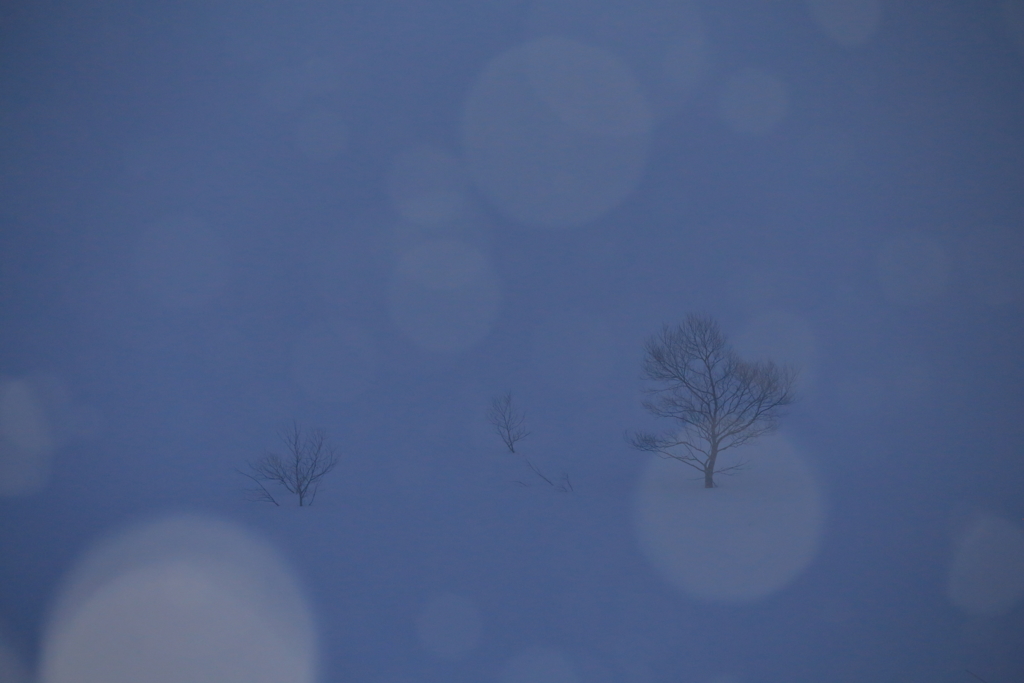 雪原に降る雪