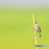 草原のジャズシンガー