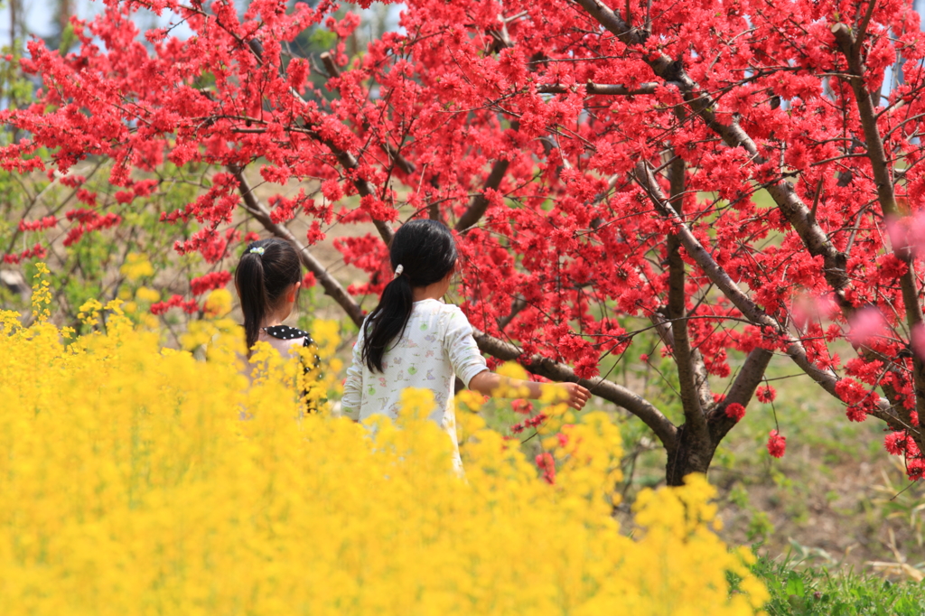 お花畑で