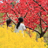お花畑で