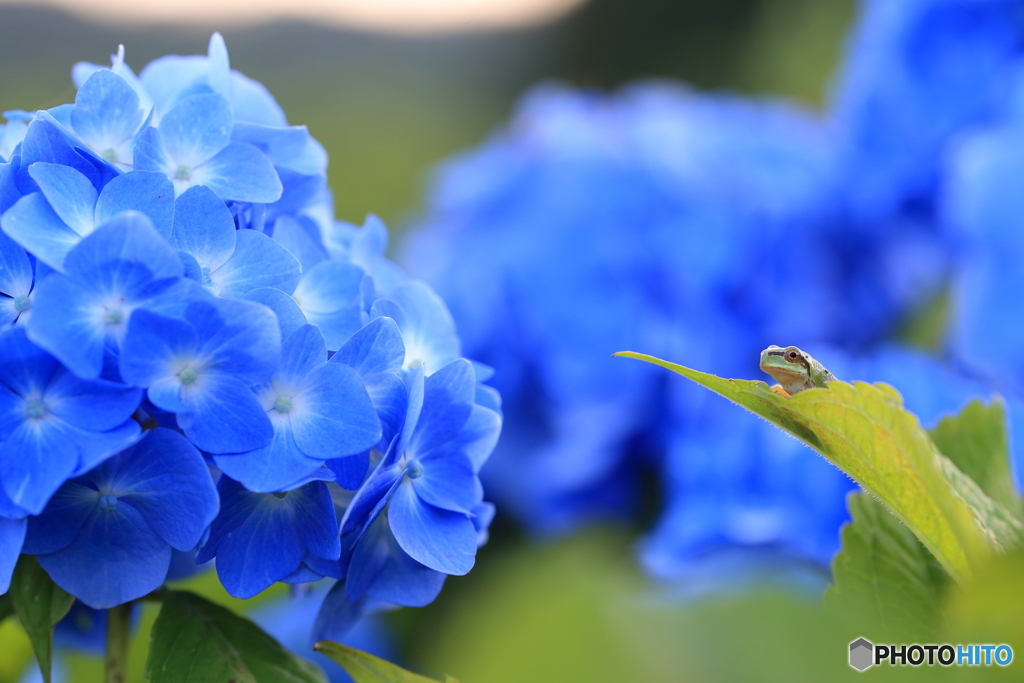 紫陽花に見とれて