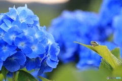 紫陽花に見とれて