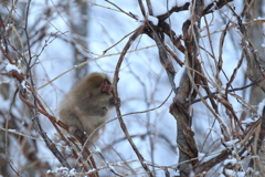 雪の季節を生きる