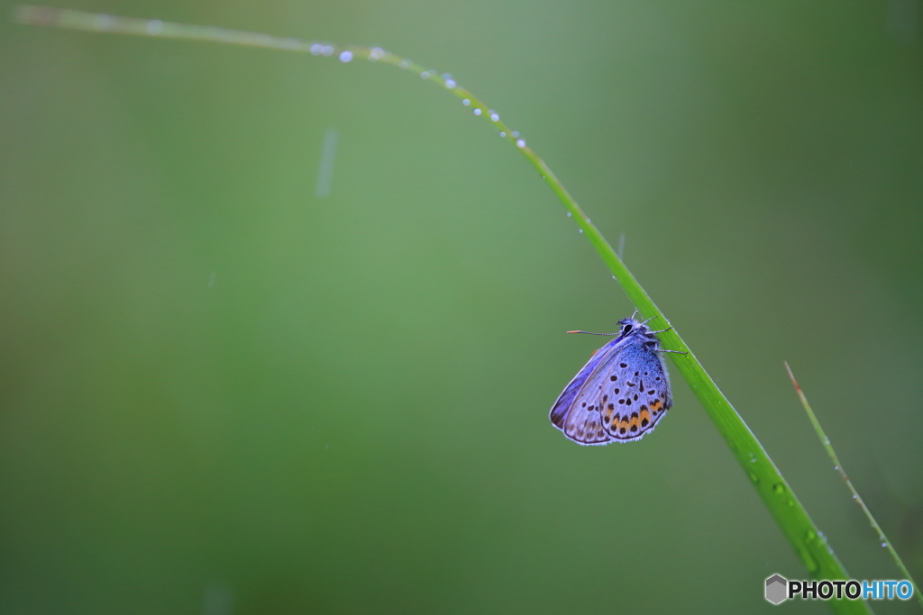 梅雨の季節を生きるチョウ