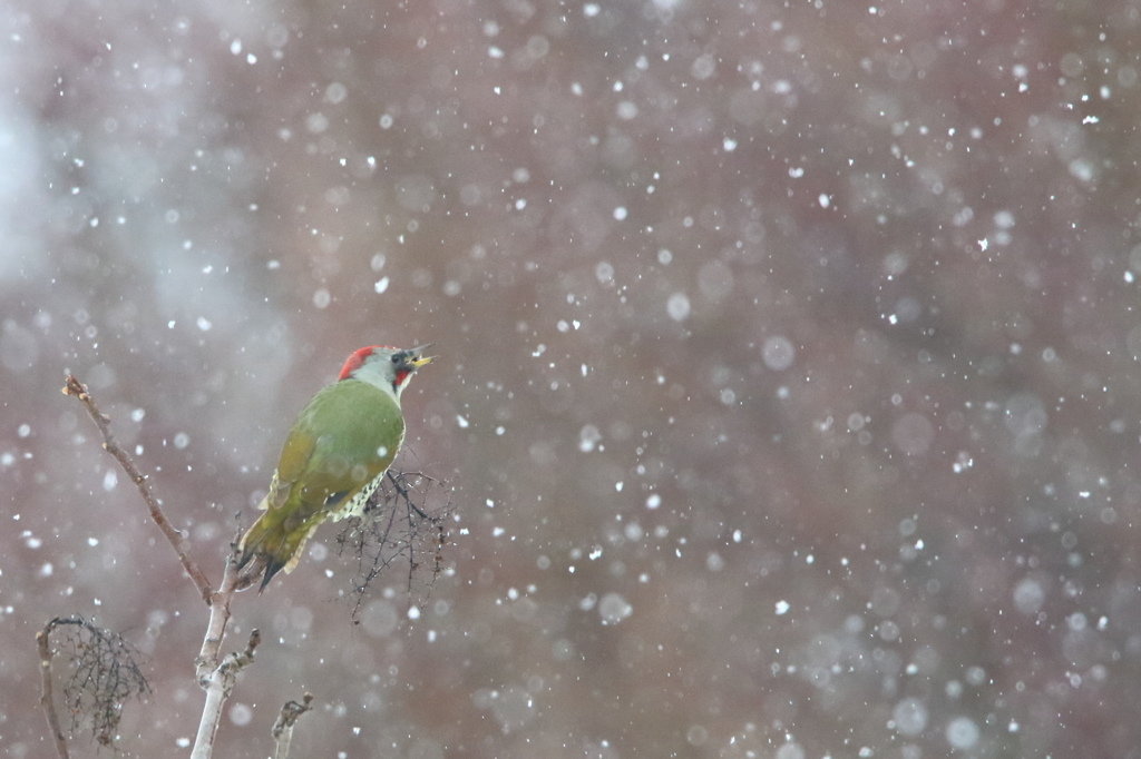 雪の中のアオゲラ