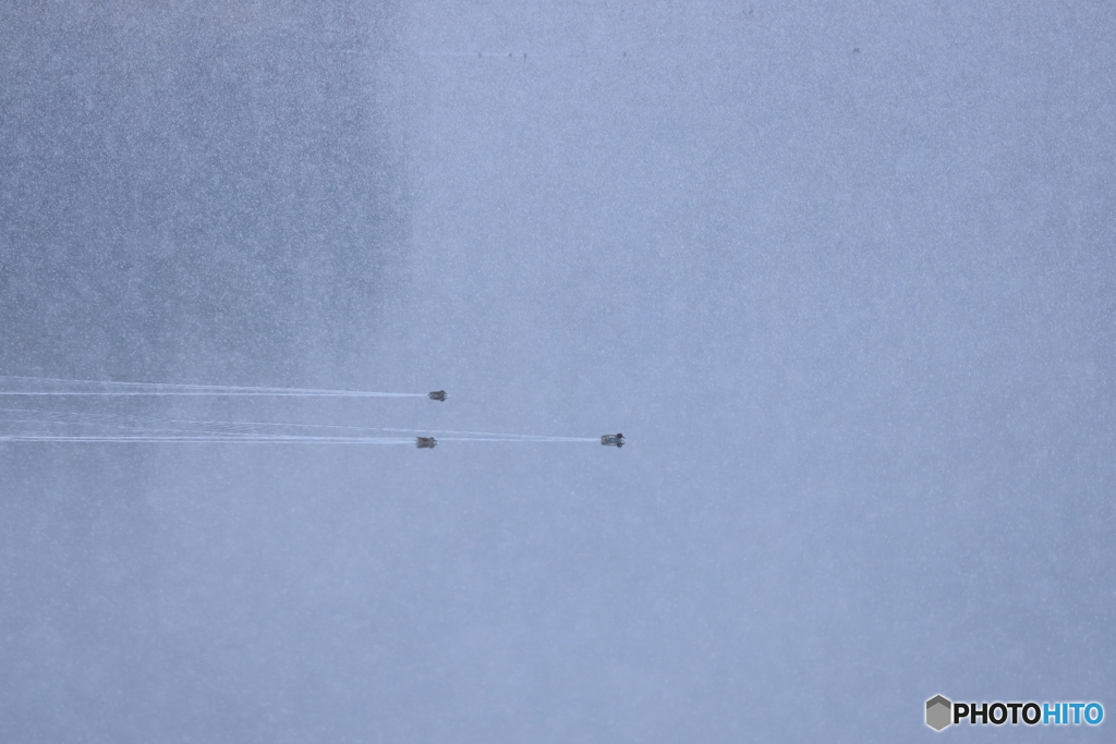 粉雪降る湖を行く