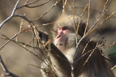 春一番のごちそう　2026