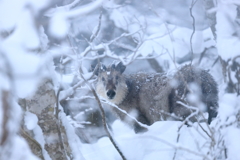 雪降る森のカモシカ