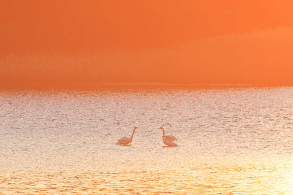 君たちがオレンジに染まるとき