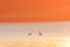 君たちがオレンジに染まるとき