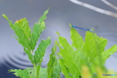 水辺で出会った瑠璃色のトンボ
