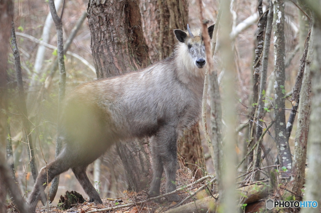 ちょっとシャイだったカモシカ君