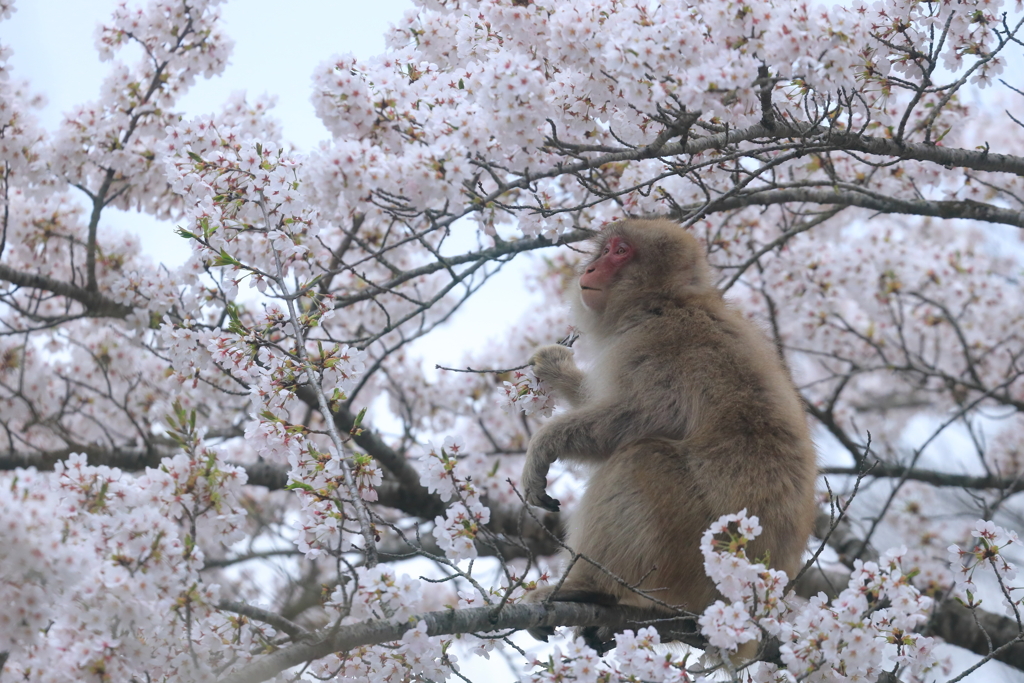 サルのお花見
