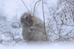 今日も雪まみれで