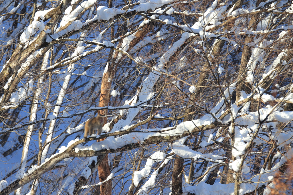 雪の止んだ森を行く
