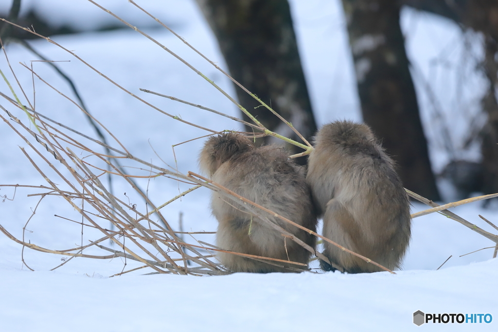 一緒に雪上レストラン