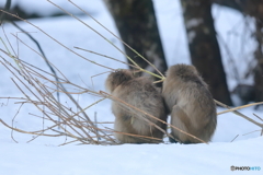 一緒に雪上レストラン