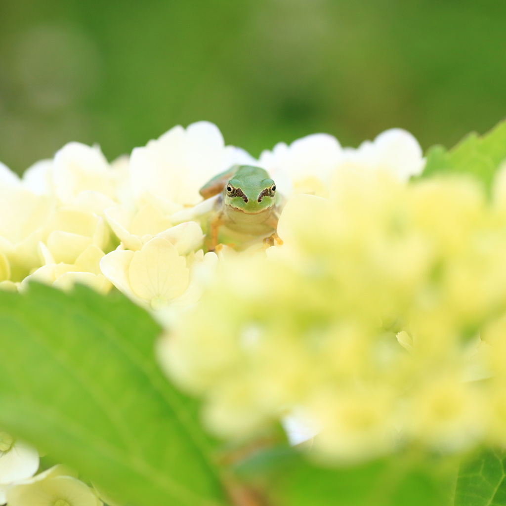 紫陽花の上からこんにちは！