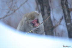 噛みしめる