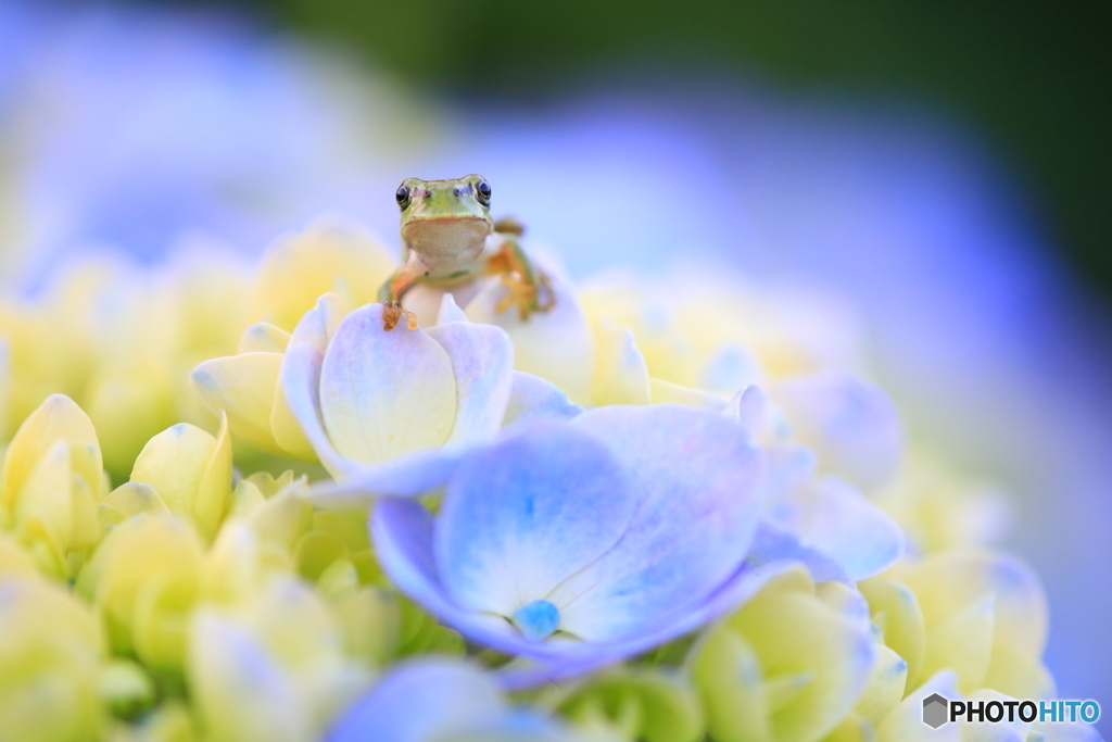 紫陽花の上からこんにちは！　2023