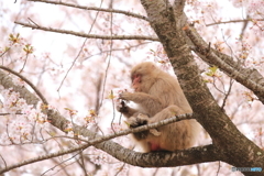 桜を愛でる