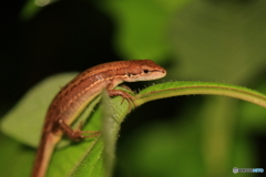 夜のカナヘビ