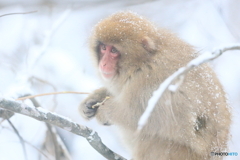 今日も雪の降る森で