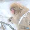 今日も雪の降る森で