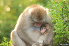 輝きの中の親子