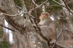 ヤナギの花食べたでしょ？