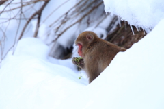 雪の中で見つけたごちそう