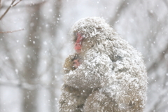 雪の降る日の親子