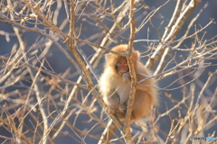 まだ芽吹きには早いけど