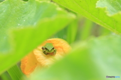 カボチャ畑でこんにちは！