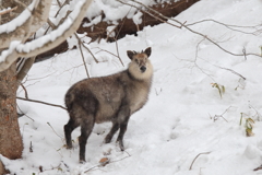 また来たの？