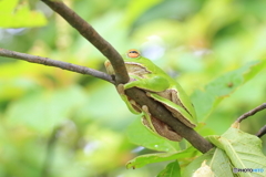 夢見るモリアオガエル