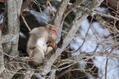 ニホンザルの子育て
