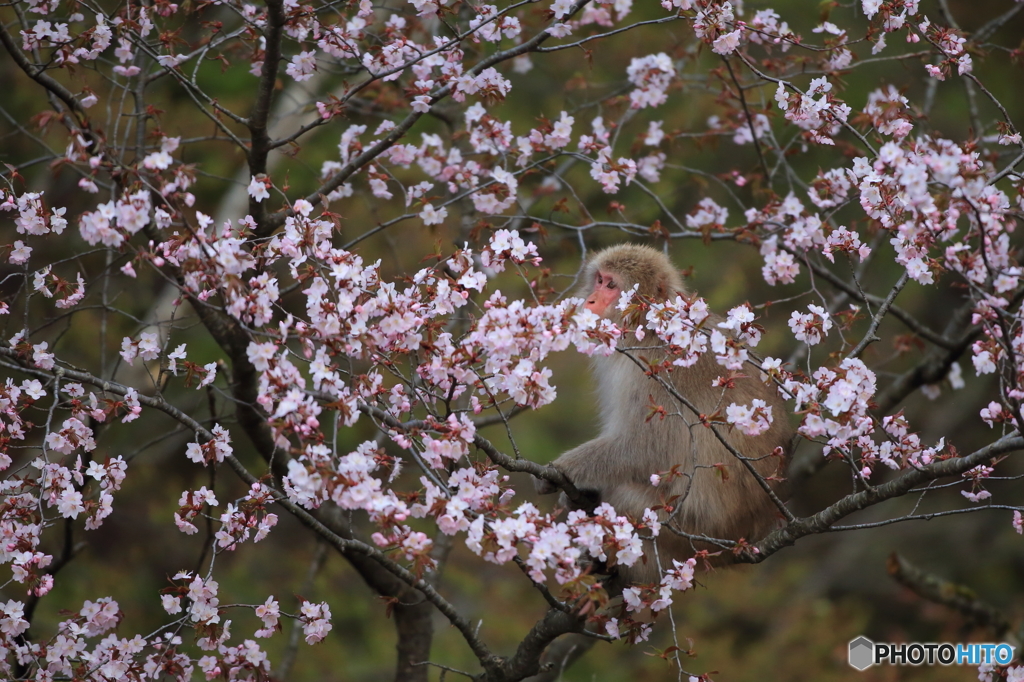 オオヤマザクラの花に埋もれて