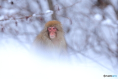 とある雪の日の出会い
