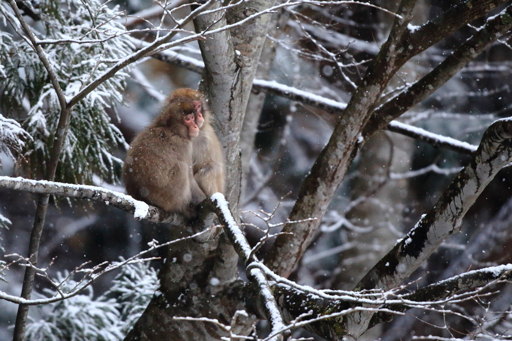 また、雪になったね