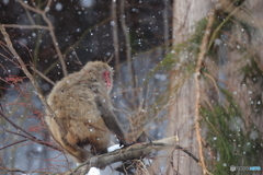 粉雪の降る中で