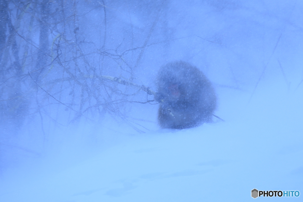 地吹雪に耐えて