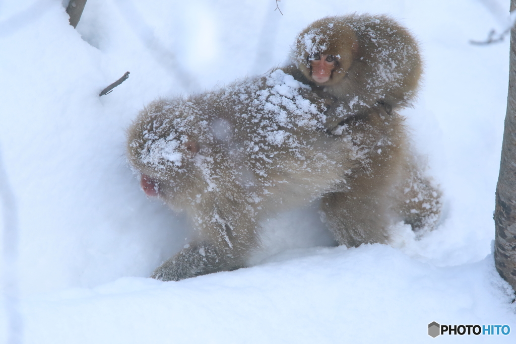 大雪の中を行く