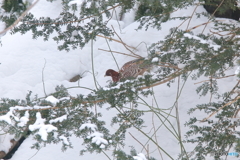 雪を掻き分けて