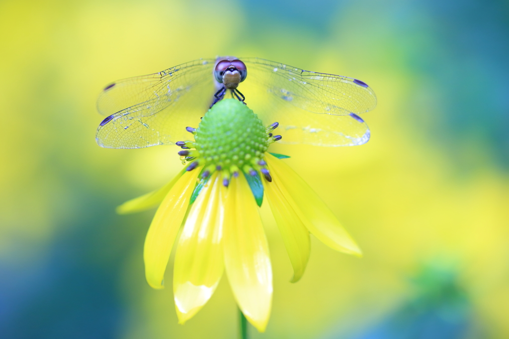 雨降る黄色いお花畑で